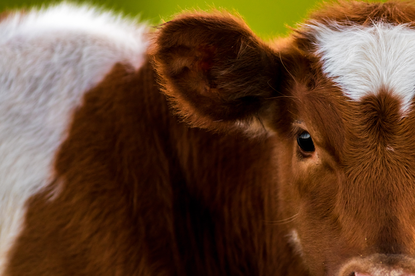 Close up view of a cow
