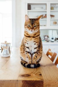 Cat sitting on a kitchen table