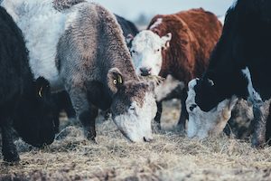 Cows eating dry fodder