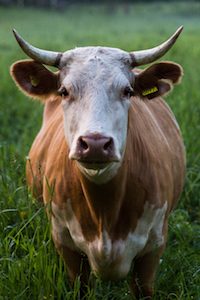 Lone cow in a field of long grass