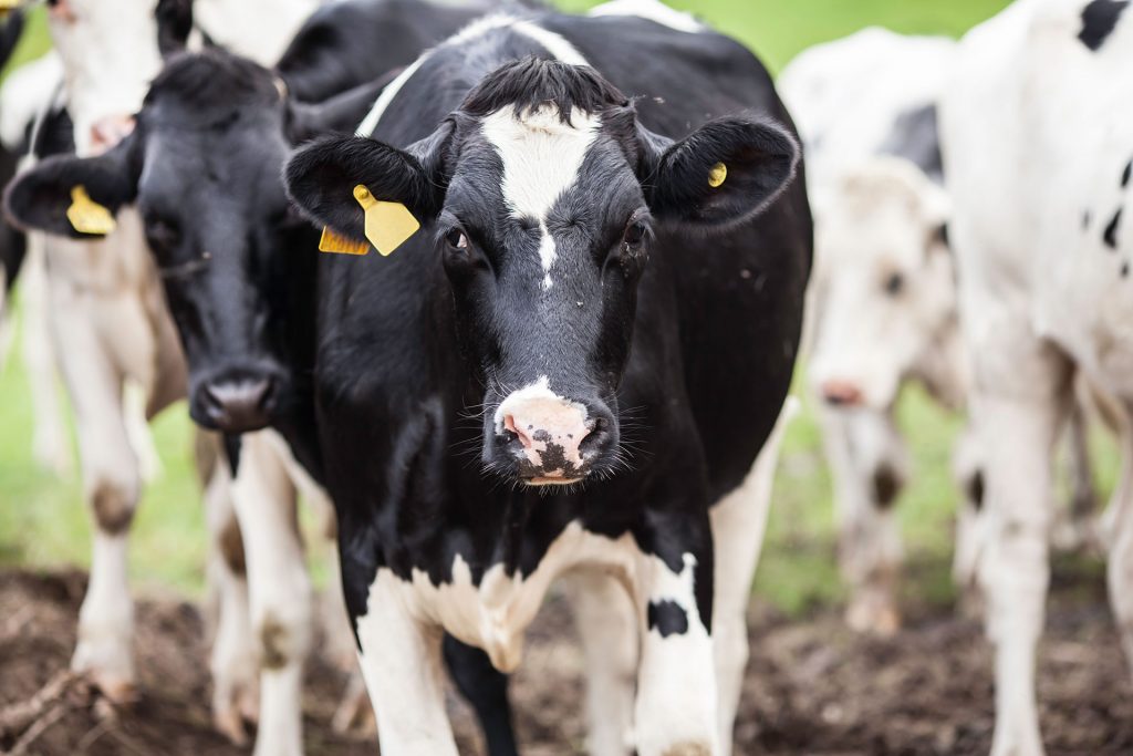 A small herd of cows