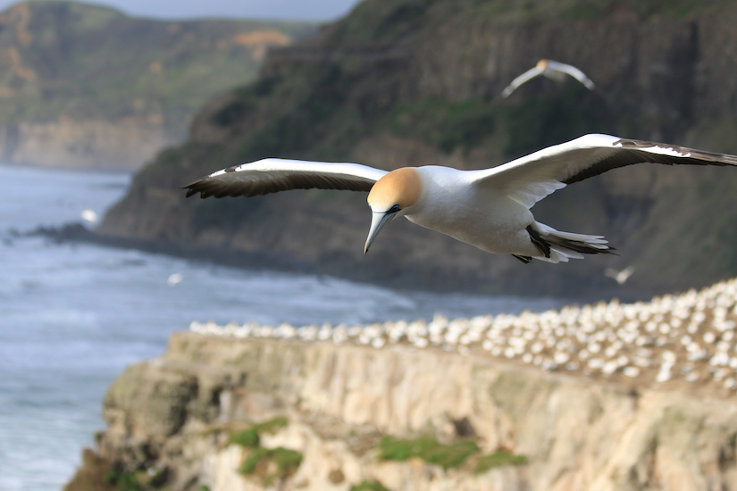 Bird flying over cliffs at the edge of the sea