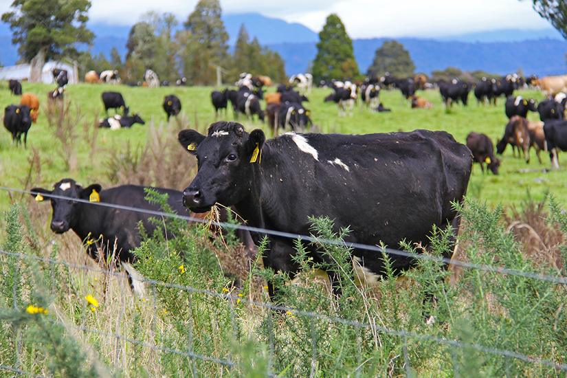 Cows on a farm