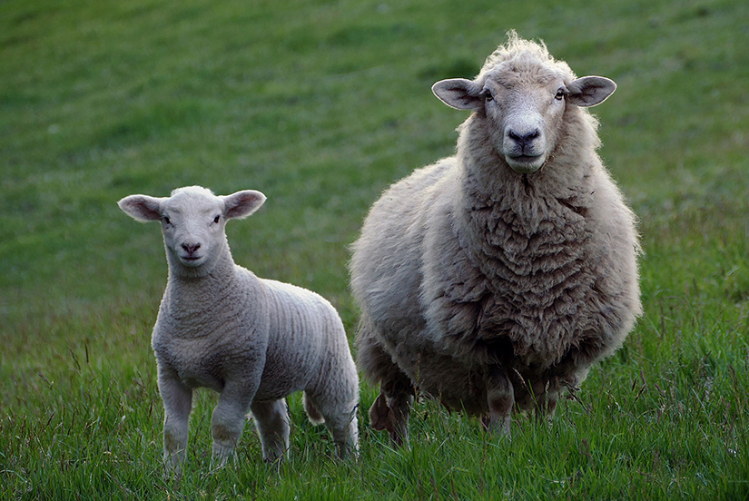 Sheep in a paddock