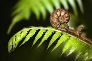 Aotearoa koru