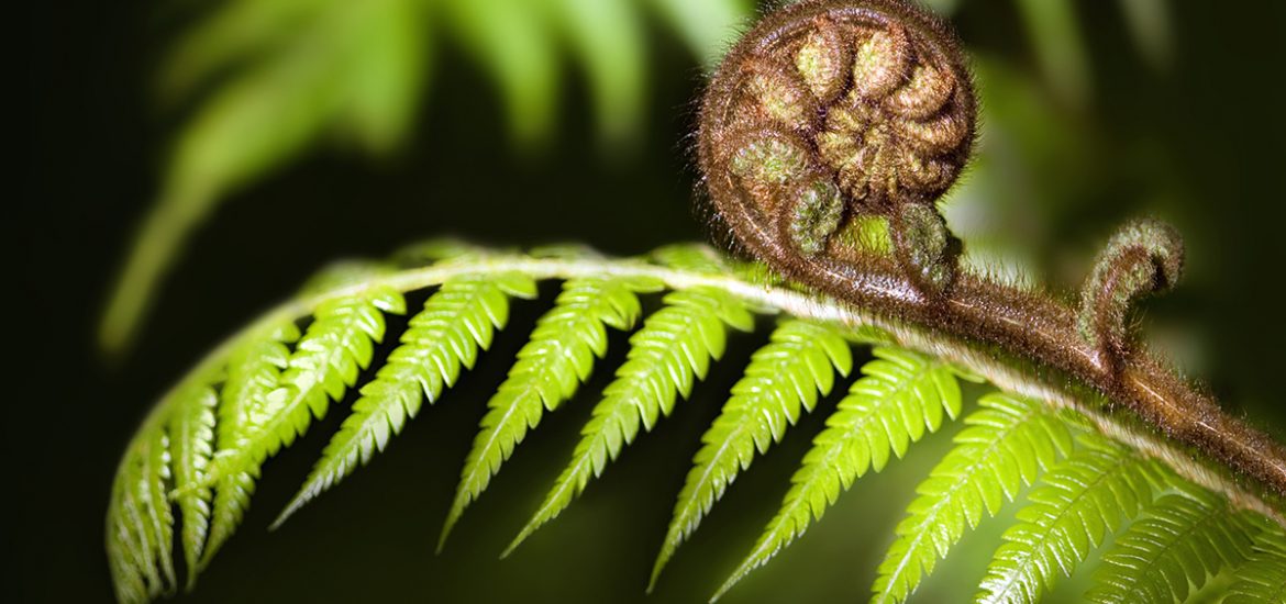 New Zealand fern