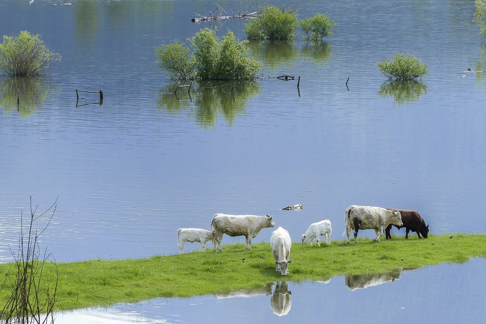 Cows floods