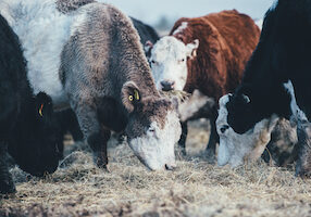 Cows eating dry fodder