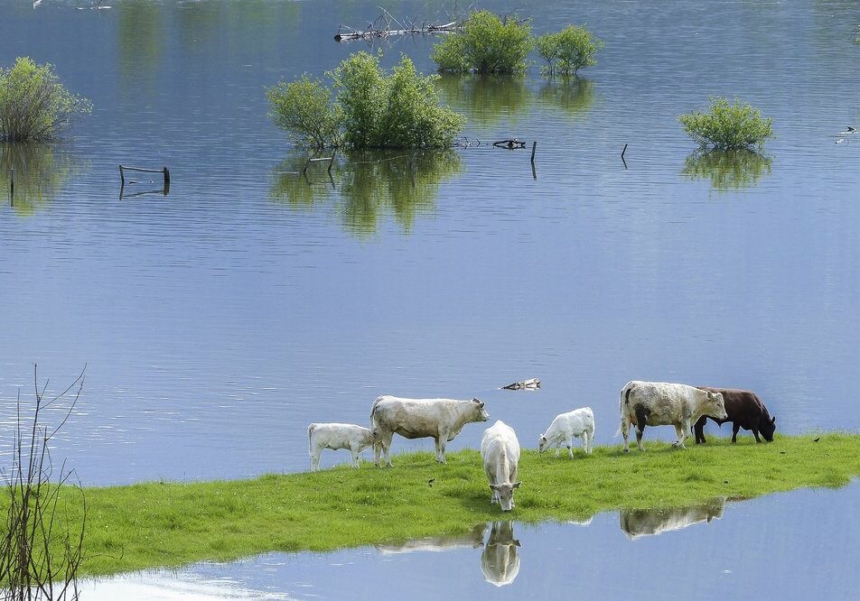 Cows floods